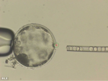 gris menneskelige kimære stamceller embryo