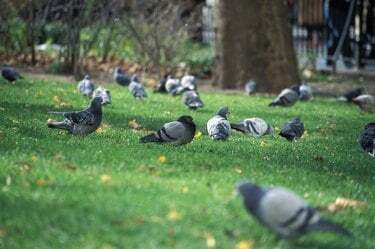 Stormo di piccioni in un parco