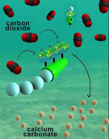 炭素洗浄マイクロモーターは海洋酸性化に対抗できる可能性がある