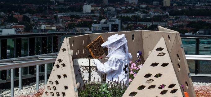 RoboBees, santuários urbanos e colmeias quentes podem salvar o mundo do 'apocalipse das abelhas'