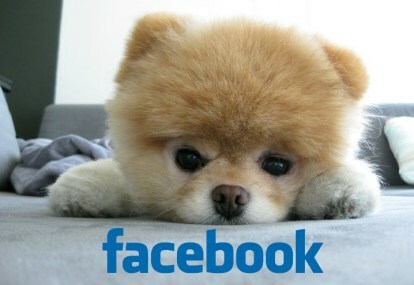 facebook-boo-köpek