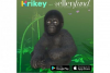 Nová herní aplikace Ellen Degeneres zvyšuje povědomí o rwandských gorilách