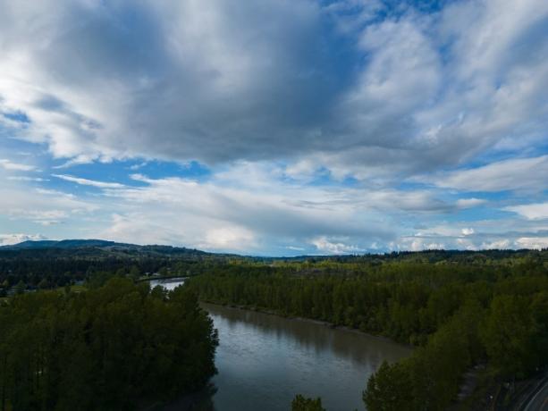 Річка через ліс.