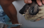 Wirusowy film przedstawiający żółwia morskiego z plastikową słomką w nozdrzu