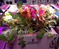 Hvordan astronauter på ISS dyrker afgrøder uden jord