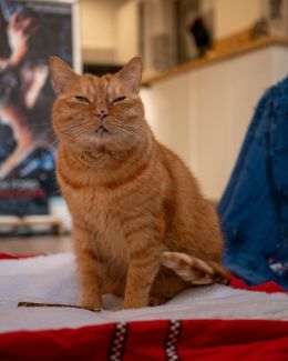 Um gato laranja está sentado em uma cama.