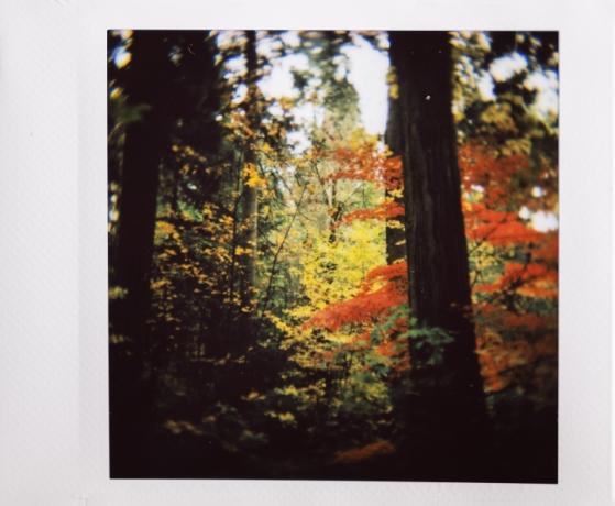Instax fotografie podzimních barev v lese.