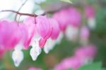 כוח פרחים: 8 טיפים פשוטים לצילום פרחים כדי להזניק את האביב