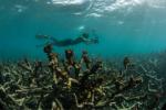 Novo gasoduto pode salvar recifes de corais em extinção em todo o mundo