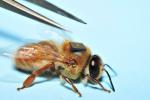 Araştırmacılar küresel sağlık araştırmasında bal arılarını RFID 'sırt çantaları' ile donatıyor