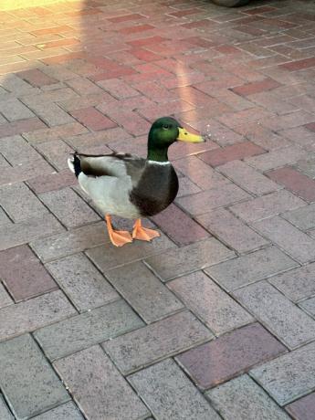 Pato na Disneylândia.