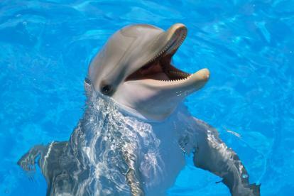 forskare tar ett stort steg mot utveckling tvåvägs delfin engelsk översättare så länge och tack för alla fiskar