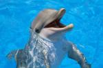 Vědci postupují ve vývoji překladače z delfínů do angličtiny