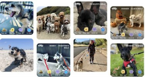 Esta aplicación es básicamente Waze para pasear perros
