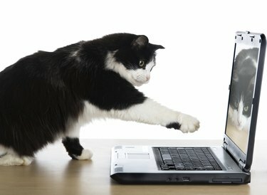 猫がノートパソコンに足を引っ張る