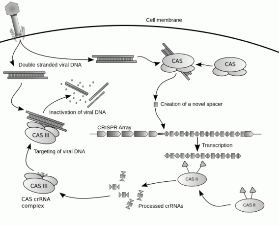 Crispr Wikipedia