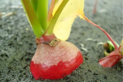 suelo marcial cultivo alimentario rábano marciano