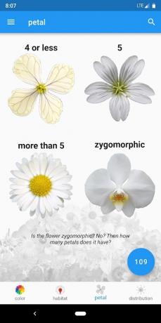 白い花は何ですか？