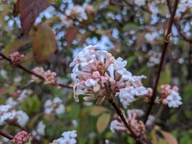 oneplus nord n10 5g kontra pixel 4a blomma