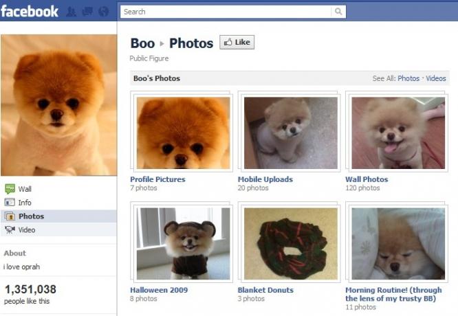 facebook-boo-dog-profil-გვერდი