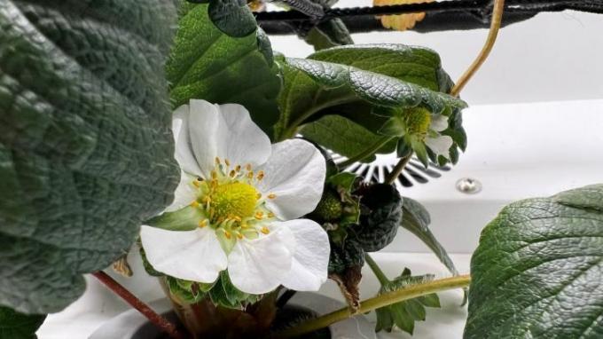 Eine Erdbeerblume in der Abby Grow Box.