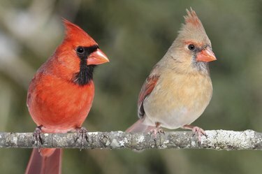 Coppia di cardinali del nord