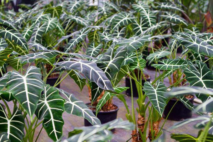 Plante Amazon Spheres