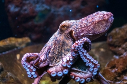 ejemplos de biomimética calamar
