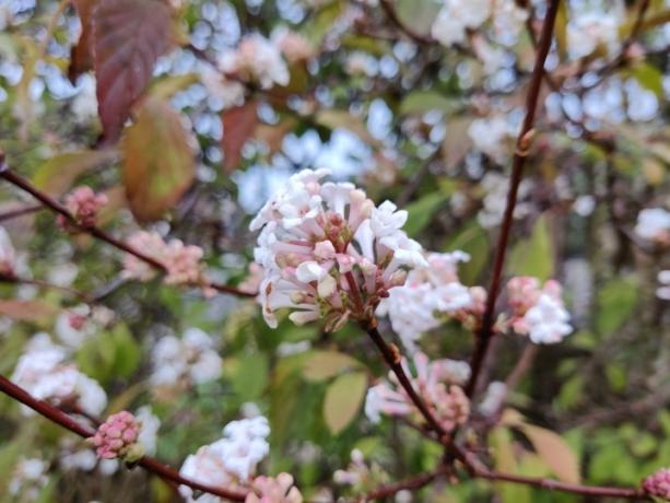 oneplus nord n10 5g กับ pixel 4a flower