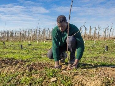 晴れた冬の日に果樹を植えるアフリカの農民のシリーズ