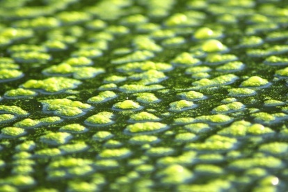 alge biocelice cambridge prekrite vode