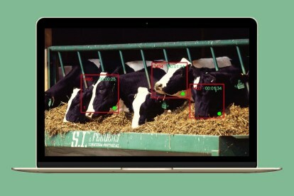 rozpoznávání obličeje u krav pro prediktivní zobrazování zdravého mléčného cargill cainthus
