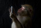 발리의 원숭이들은 우리가 스마트폰을 얼마나 사랑하는지 알고 있습니다.