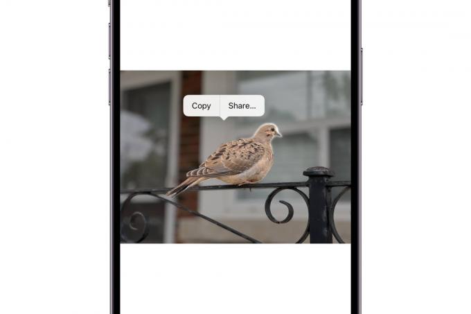 iPhone met een foto van een vogel met een contextmenu om het onderwerp te kopiëren of te delen.