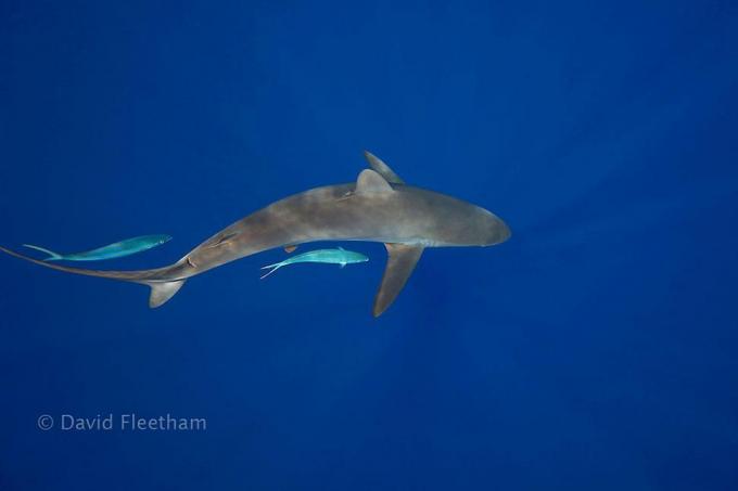 David Fleetham, fotograf morskih psov